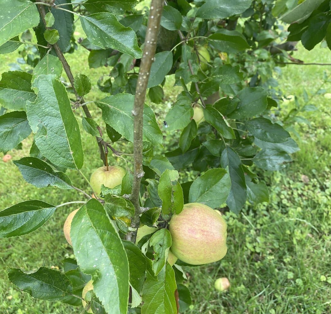Apfelbaum Frage