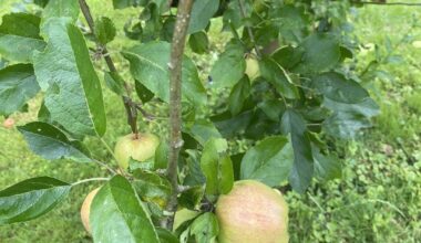 Apfelbaum Frage