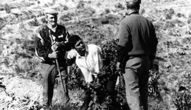 Portugal: 28 years ago a village fought against eucalyptus. The land never burned again