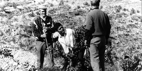 Portugal: 28 years ago a village fought against eucalyptus. The land never burned again