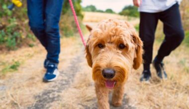 Your dog is part of the climate change problem: 'I can adopt 100 bunnies that will not be close to the emissions of a dog, because my dog is a carnivore'