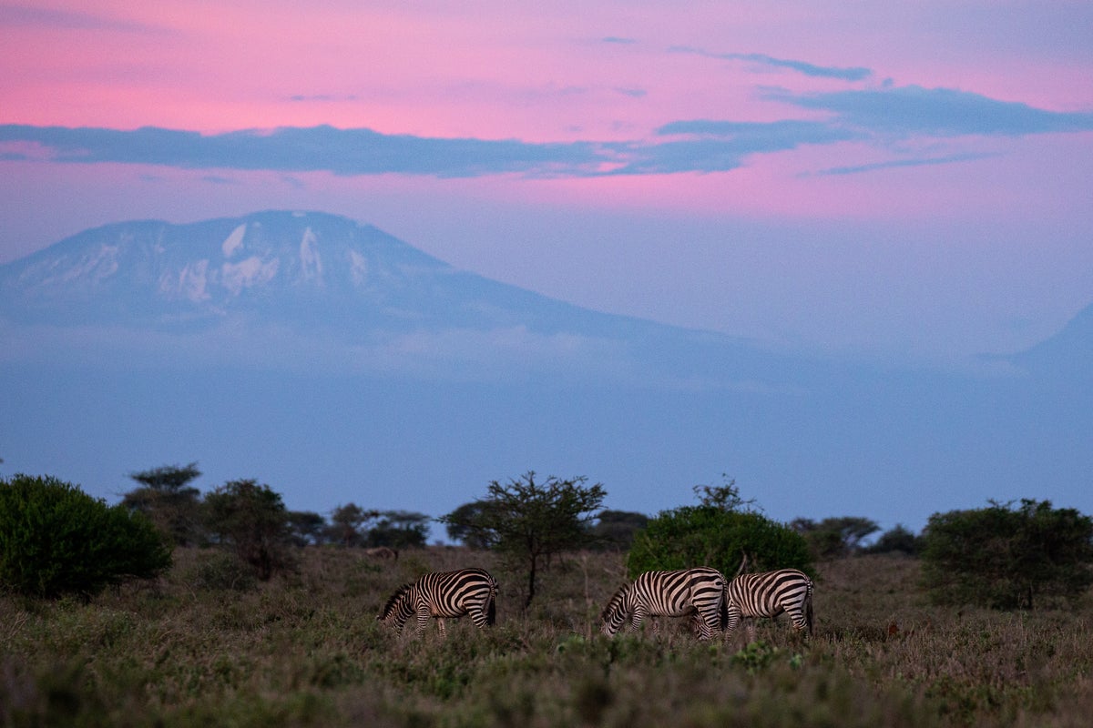 UK aid cuts will cause untold damage, wildlife charities warn – as they fear for future of key programmes