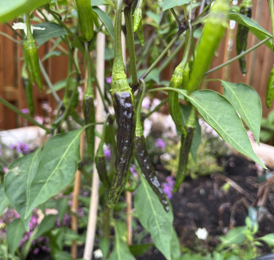 Ist diese Färbung bei Chilis normal?