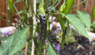 Ist diese Färbung bei Chilis normal?