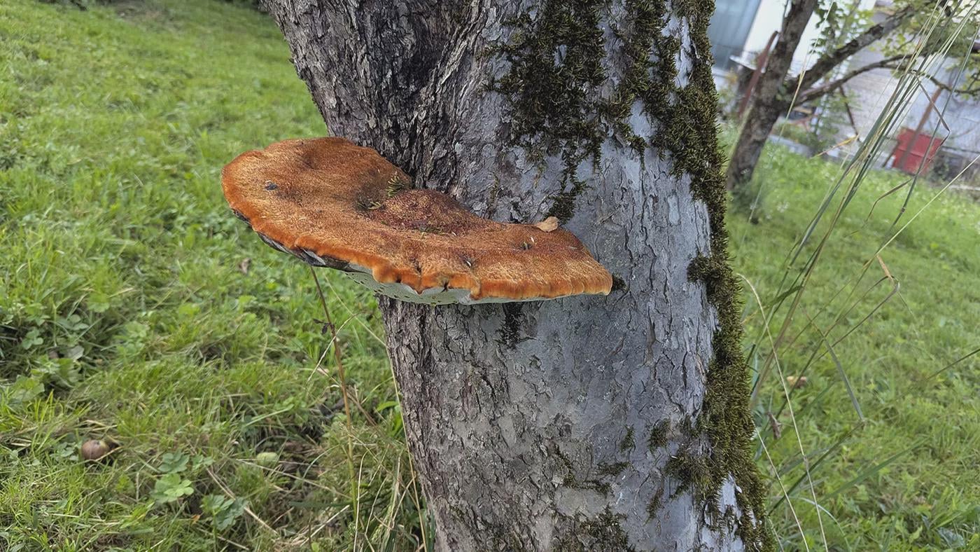 A kdo pozna to gobo?