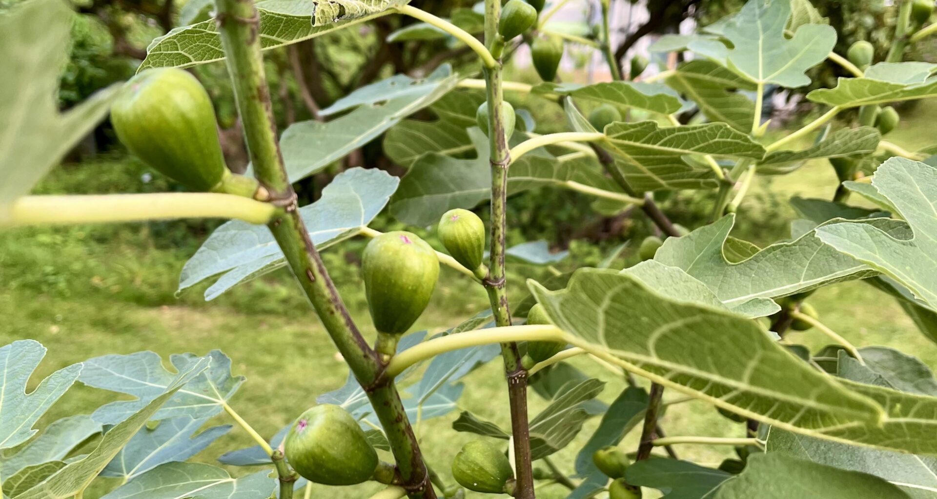 Feigenbaum: zu viele Feigen?