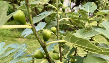 Feigenbaum: zu viele Feigen?