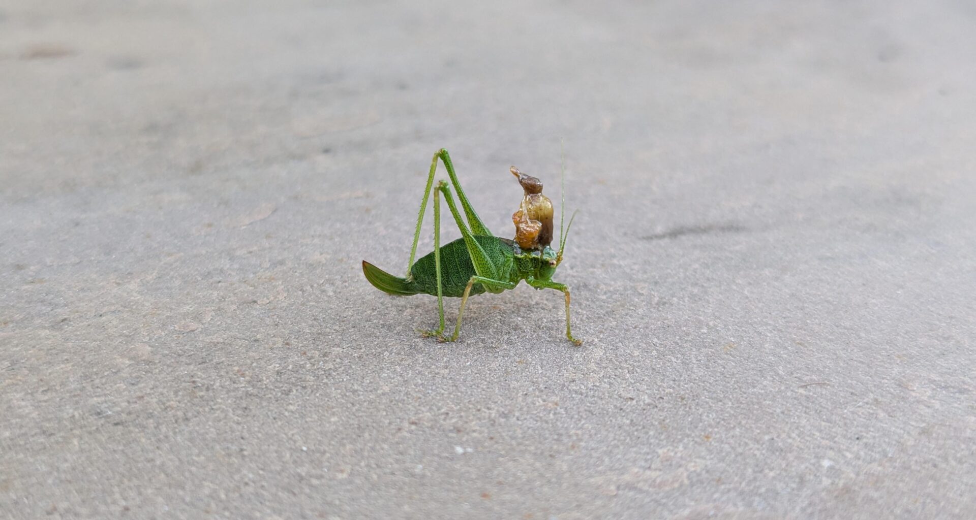 What's up with this little fellow then?