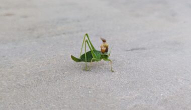 What's up with this little fellow then?