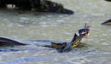 Große Ringelnatter mit Grasfrosch