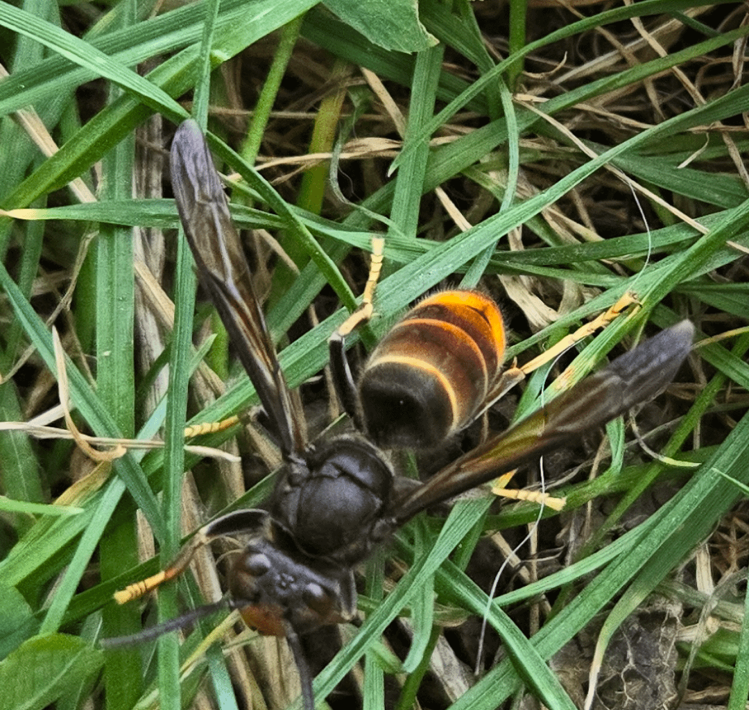 Asiatische Hornisse gesehen Nrw