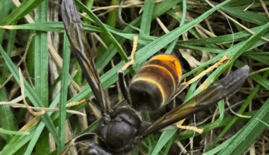 Asiatische Hornisse gesehen Nrw