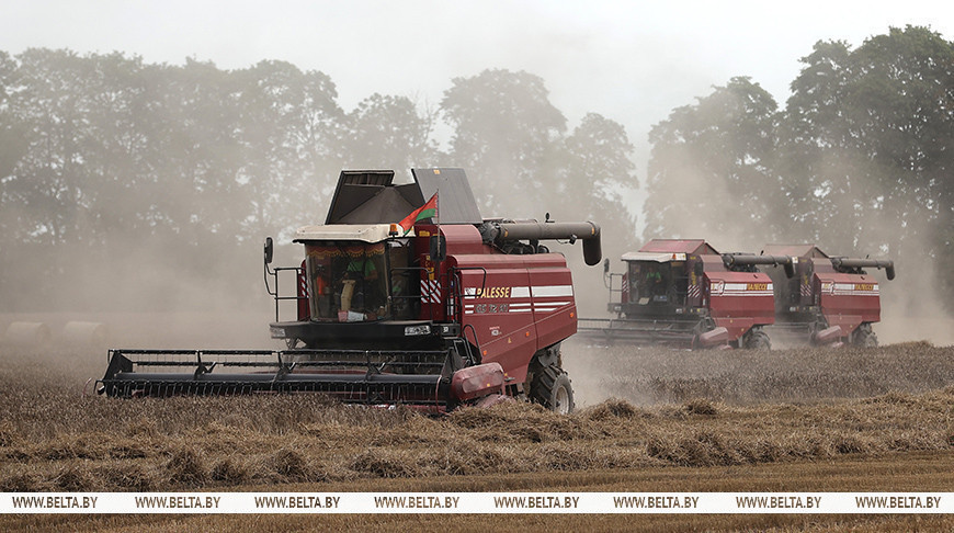 Over 9m tonnes of grain threshed in Belarus
