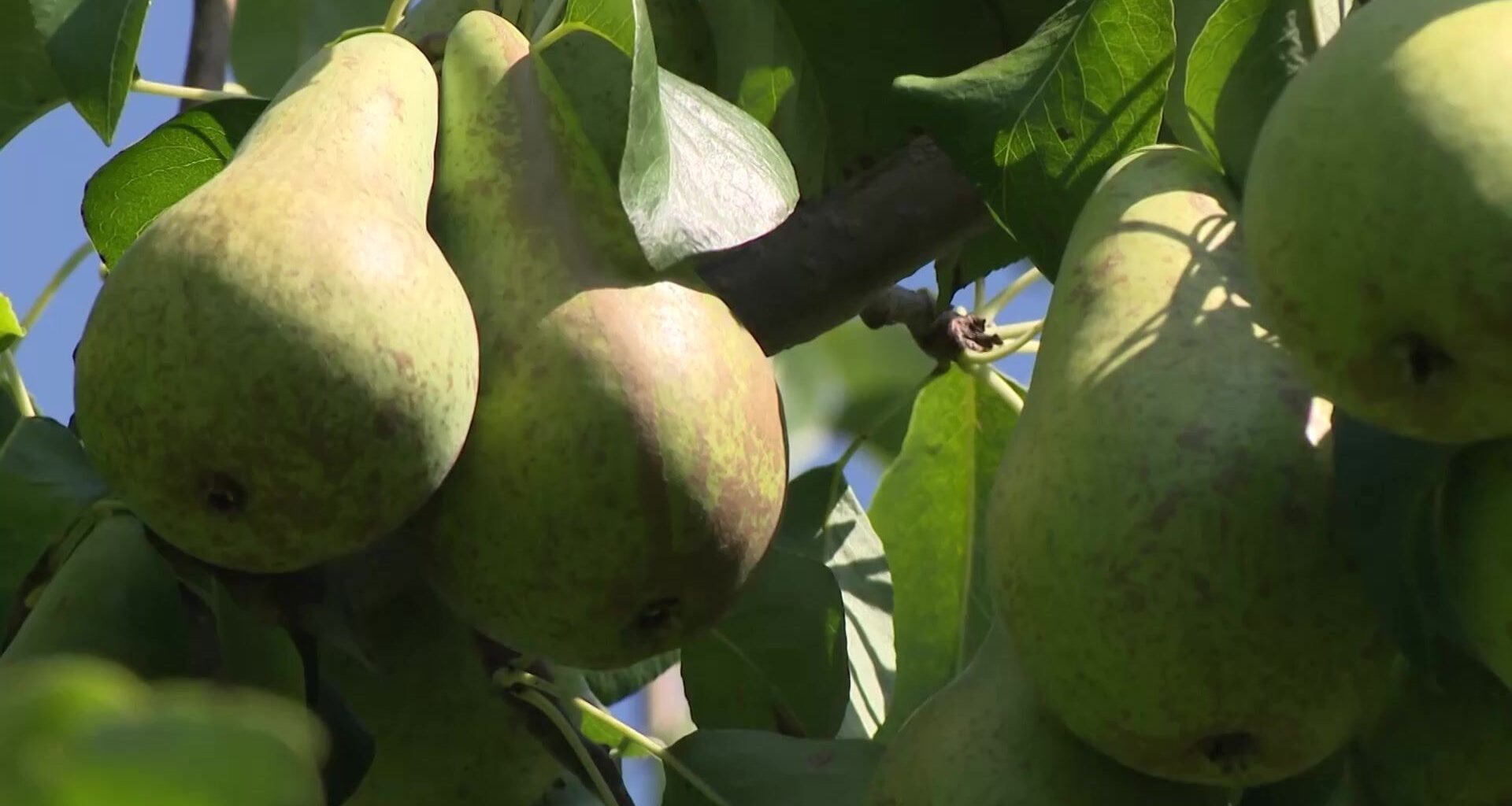 La Belgique, premier producteur de poires en Europe : une année exceptionnelle pour nos fruits ?