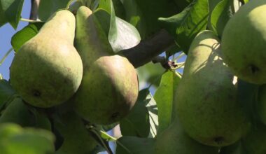 La Belgique, premier producteur de poires en Europe : une année exceptionnelle pour nos fruits ?
