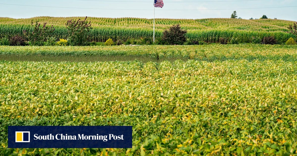 For soybeans’ sake, cancel tariffs, China urges US as farmers grow desperate at harvest