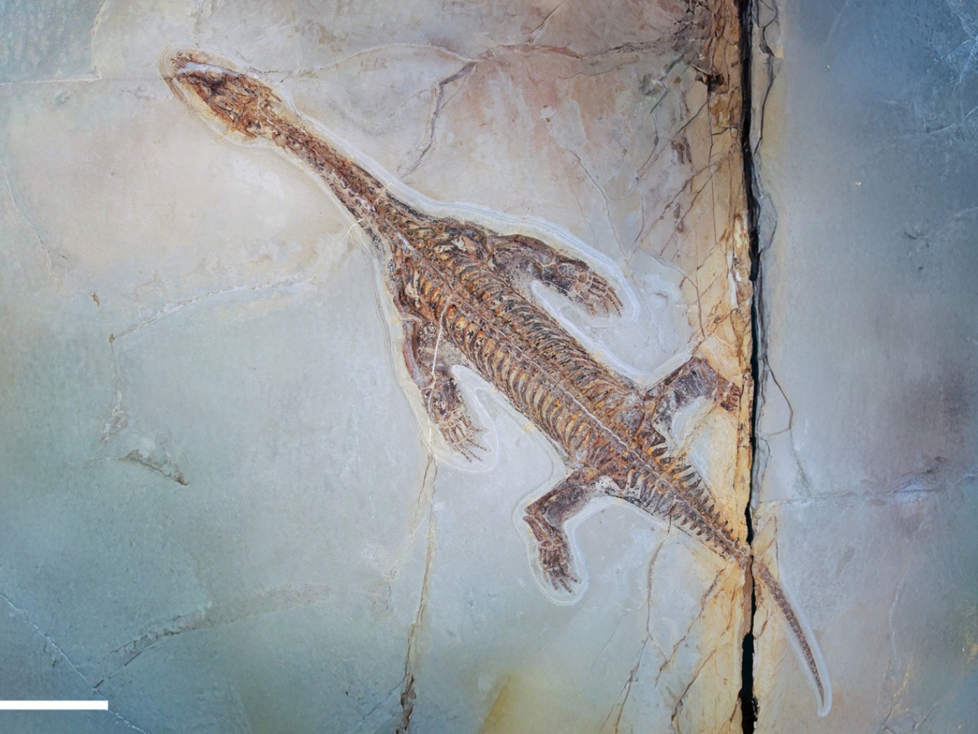 Excavation in Ticino provides new insights into aquatic reptile