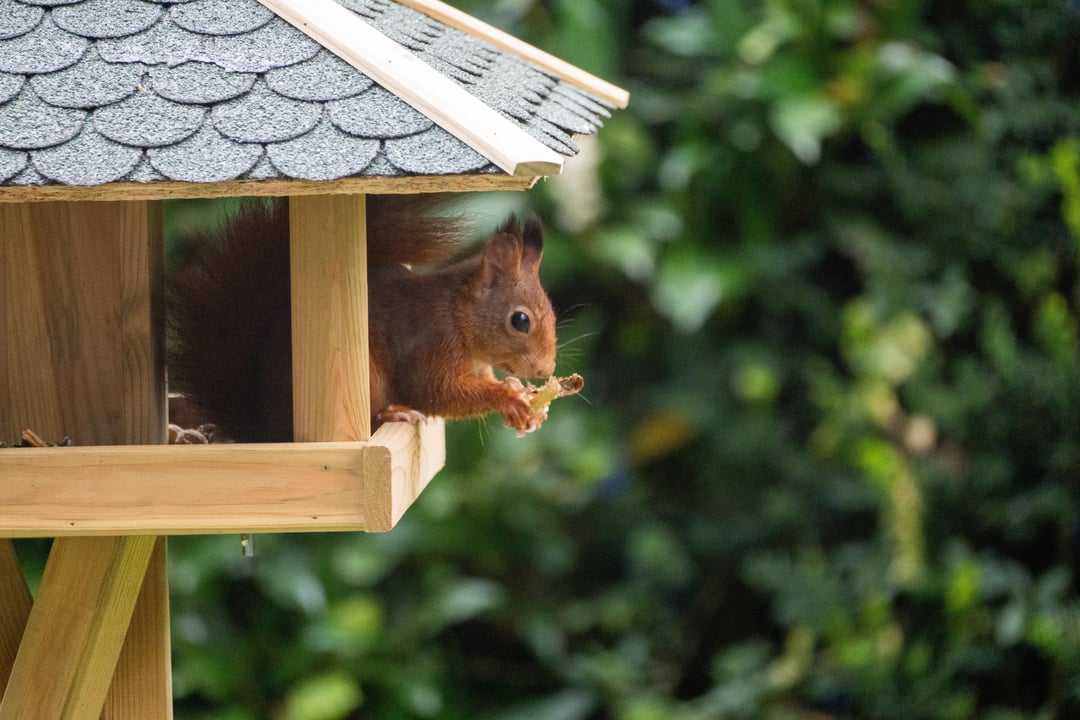Da habe ich mein täglicher Gartenbesuchet beim dreisten Diebstahl des Vogelfutters erwischt.