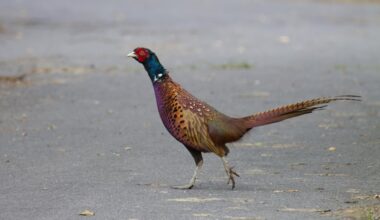 Warum überquerte das Huhn die Straße?