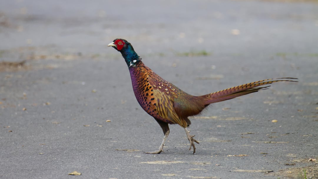 Warum überquerte das Huhn die Straße?