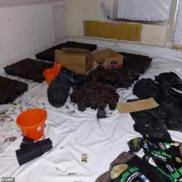 Pictures taken by Greater Manchester Police show the cannabis farm which was being ran by Matranxhi and two others