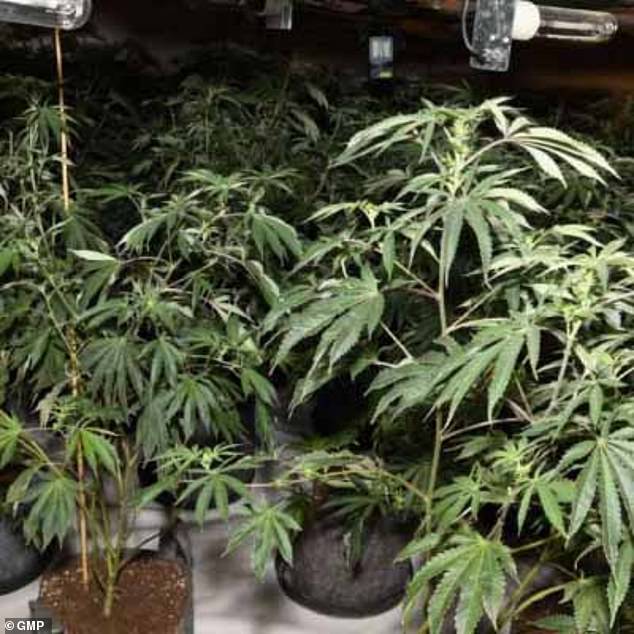 He and two others were caught red-handed when police raided their house and found large bags of cannabis worth up to £200,000