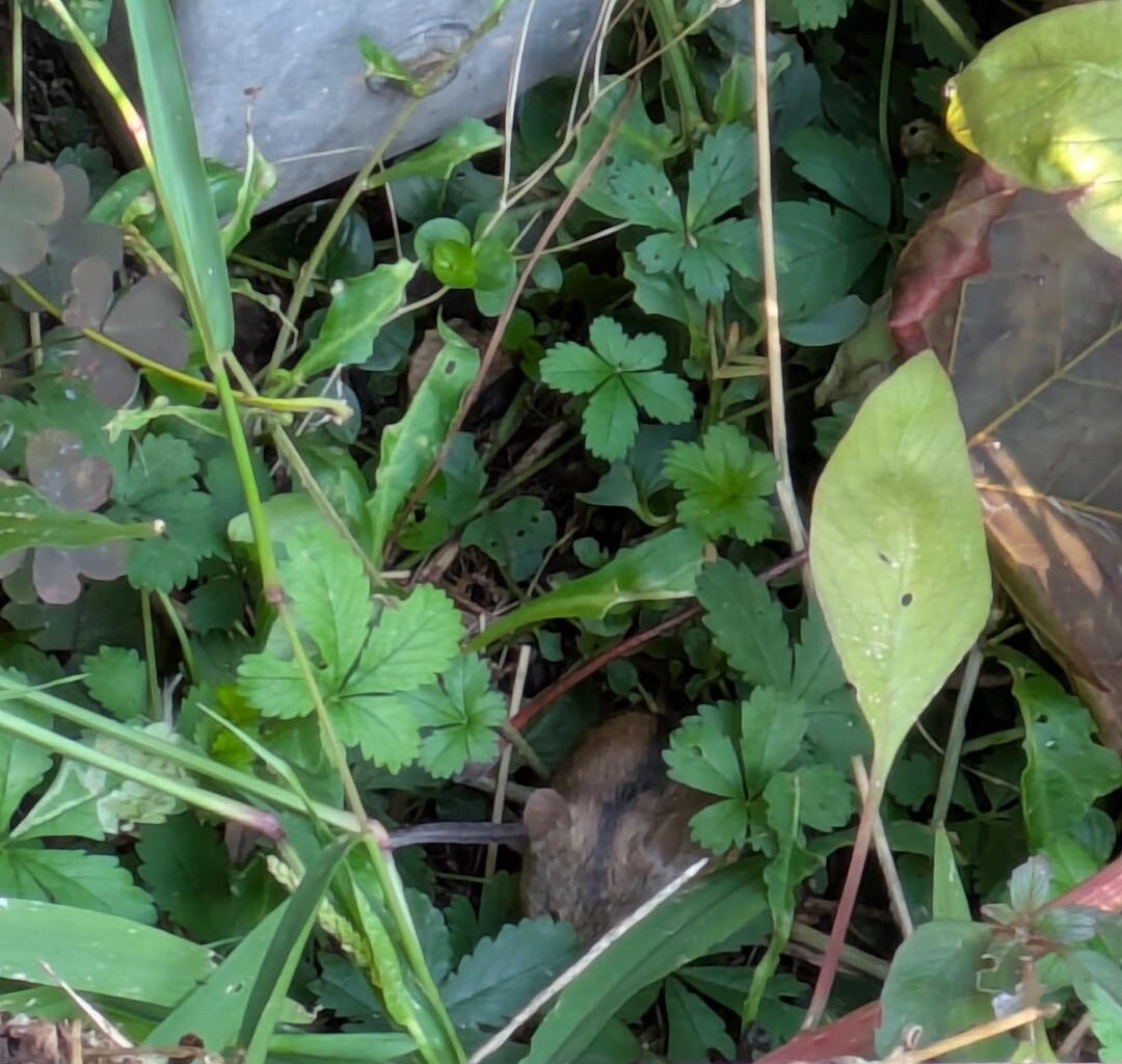 Neuen Anwohner am Komposthaufen gesichtet 👀