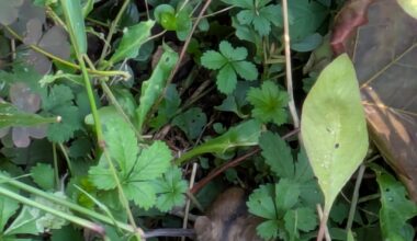 Neuen Anwohner am Komposthaufen gesichtet 👀