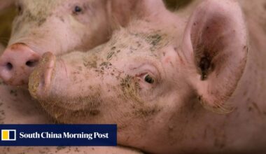 China issues anti-dumping ruling on European pork, charges deposits
