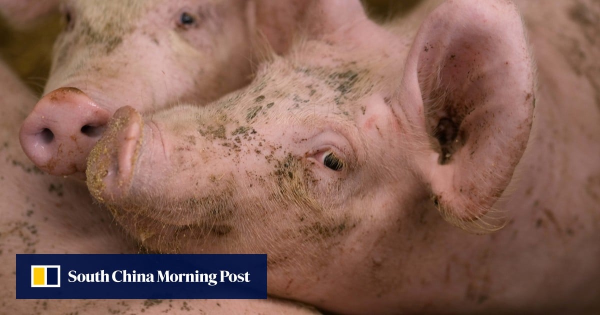 China issues anti-dumping ruling on European pork, charges deposits