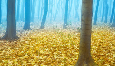 Trouble in Kupyansk and Moldova's Woodstock