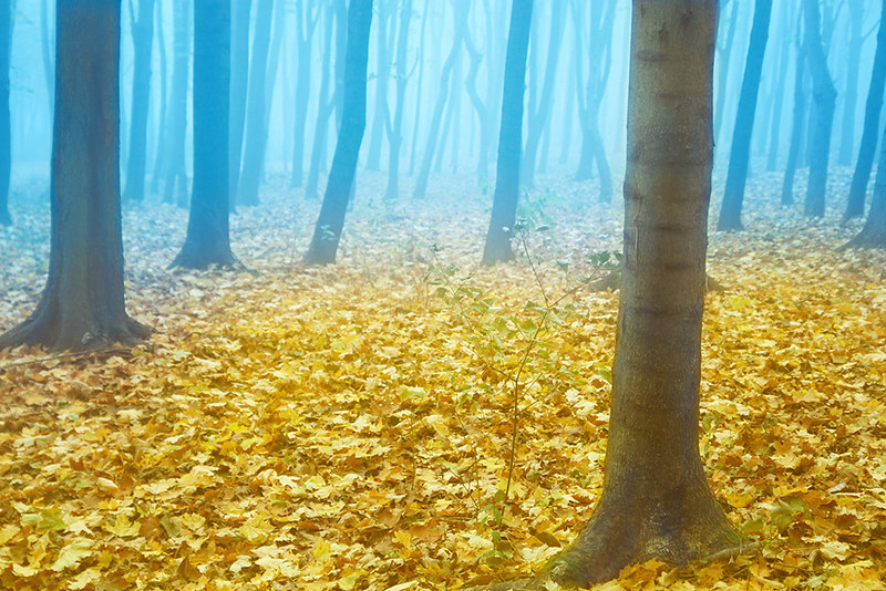 Trouble in Kupyansk and Moldova's Woodstock