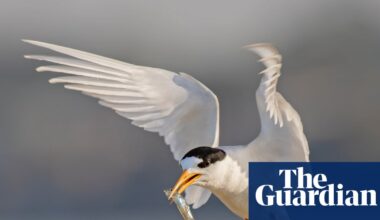 Floating nests and decoys: how fairy terns are being charmed back to Port Phillip Bay | Australian bird of the year 2025