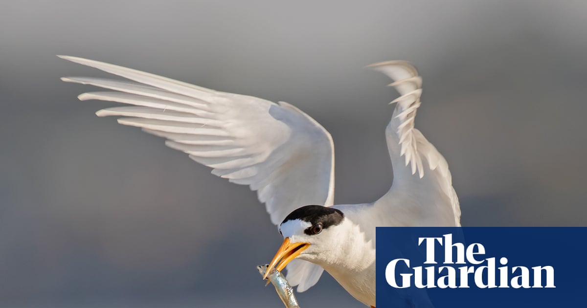 Floating nests and decoys: how fairy terns are being charmed back to Port Phillip Bay | Australian bird of the year 2025