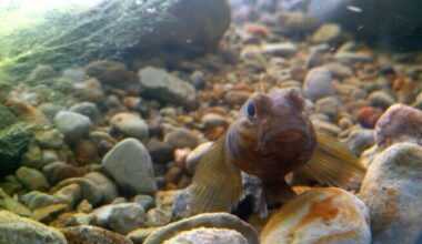 Round goby new Estonian ingredient in kitchens and industry | News