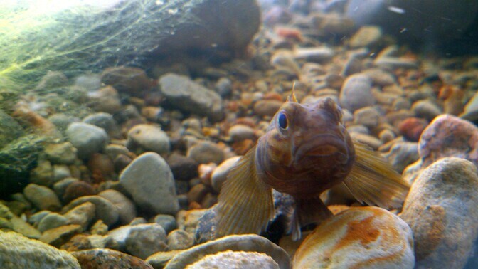 Round goby new Estonian ingredient in kitchens and industry | News