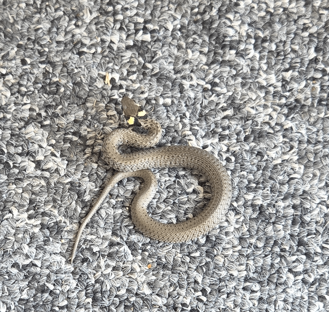 Eine Ringelnatter, perfekt getarnt auf meinem Teppich