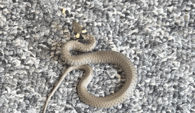 Eine Ringelnatter, perfekt getarnt auf meinem Teppich