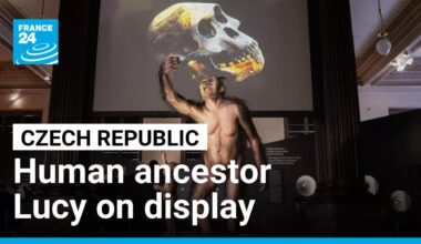 Human ancestor Lucy gets first European showing in Prague • FRANCE 24 English