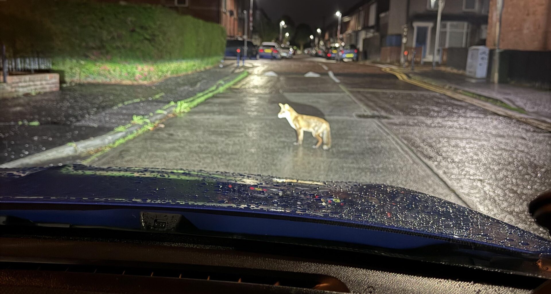 met a fox on the road