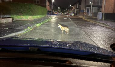 met a fox on the road