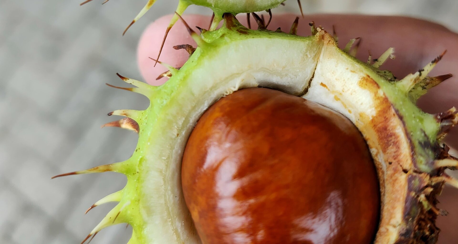 Conker Season begins. I wanted to write a conker joke..but I couldn't string one together. (Sorry! 😅)