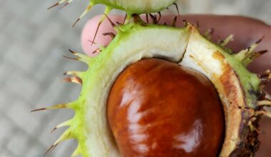 Conker Season begins. I wanted to write a conker joke..but I couldn't string one together. (Sorry! 😅)