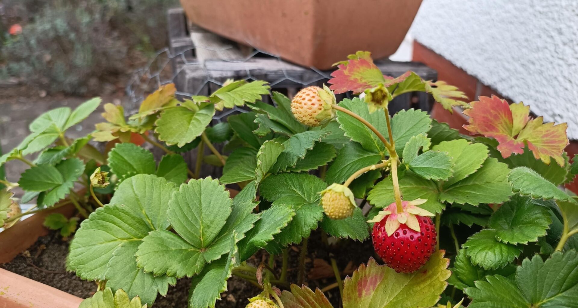 Die Erdbeeren kommen wieder