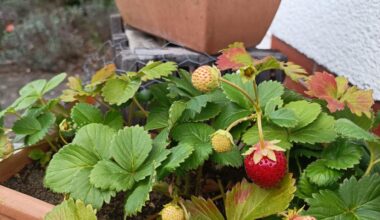 Die Erdbeeren kommen wieder