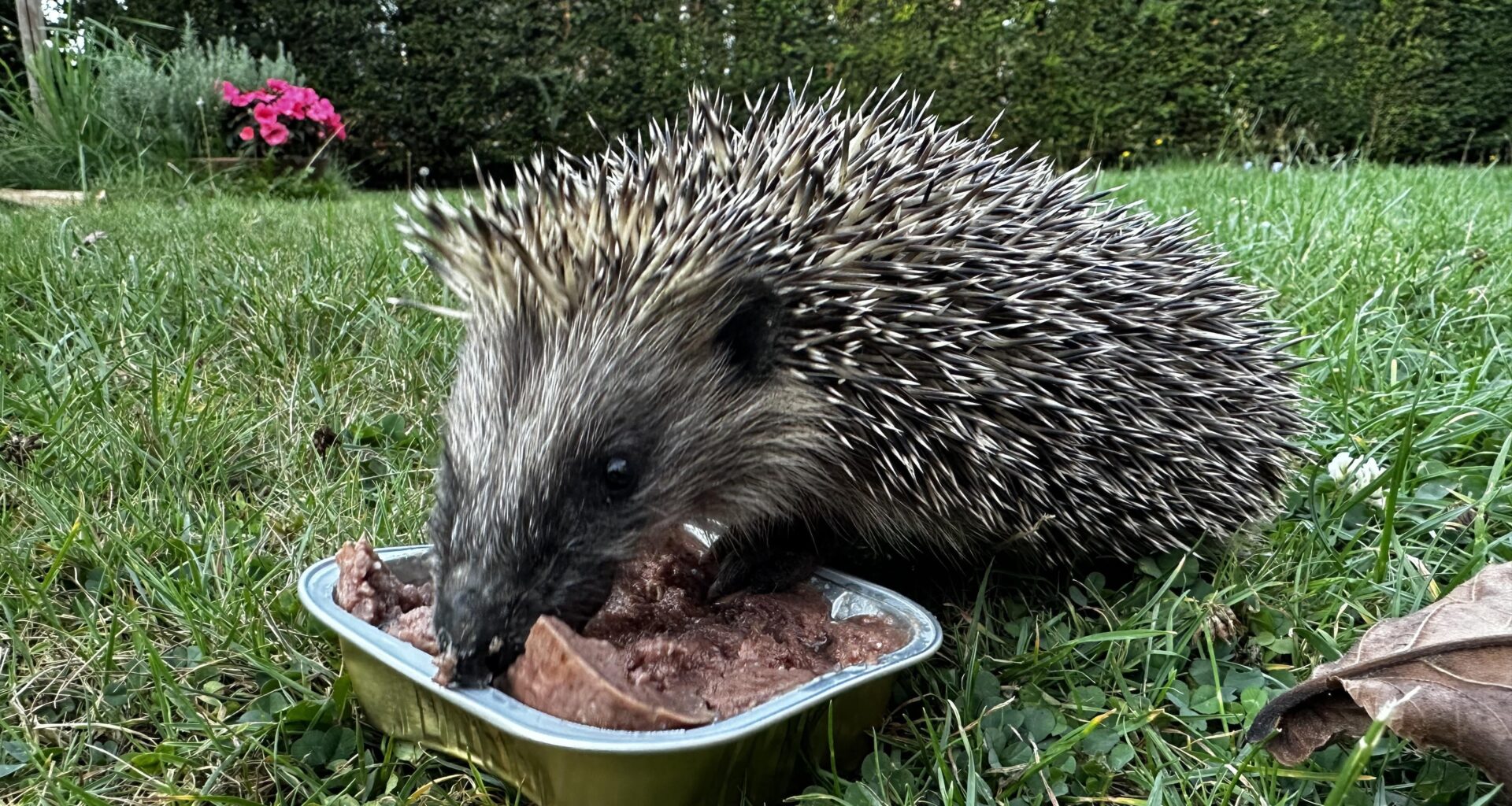 Hungriger Gast im Garten 🦔🥰