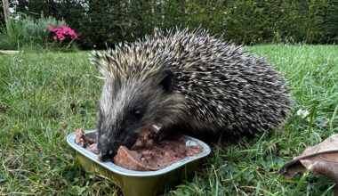 Hungriger Gast im Garten 🦔🥰