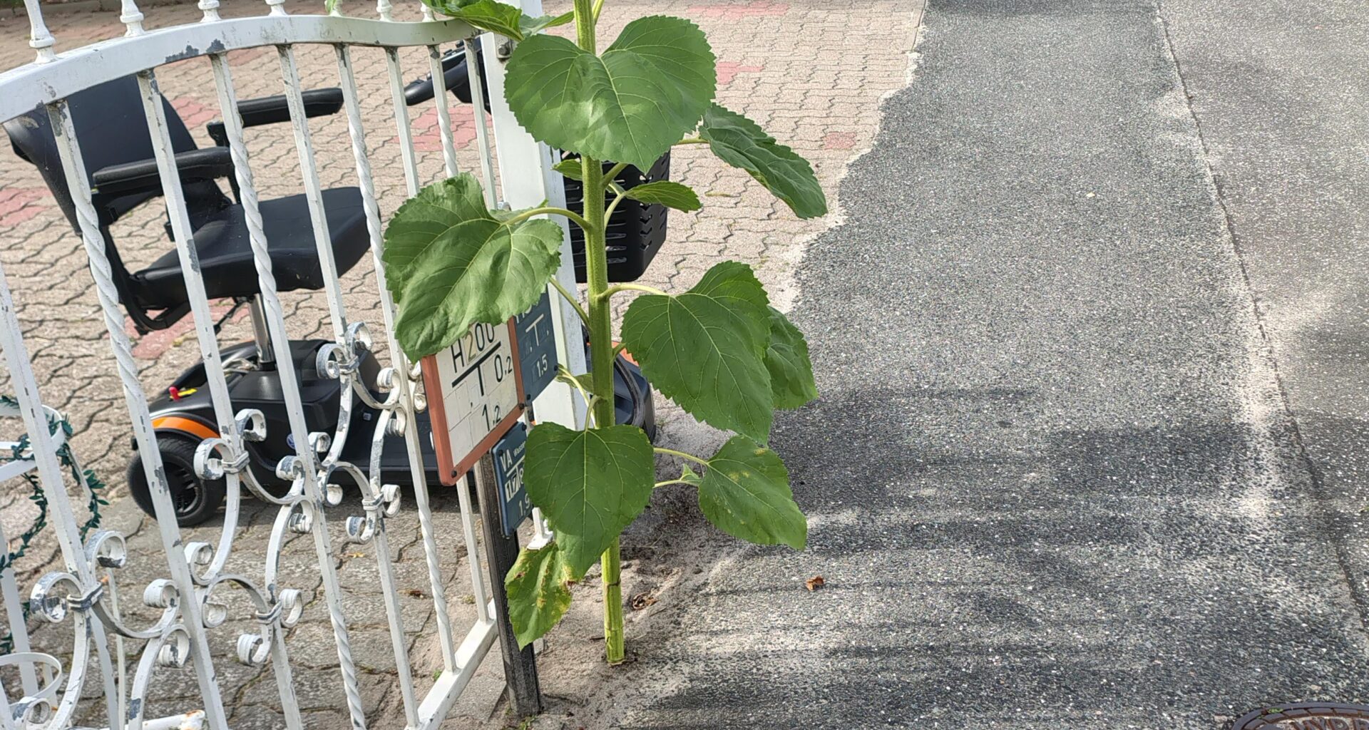 erstaunliches Fugenwachstum