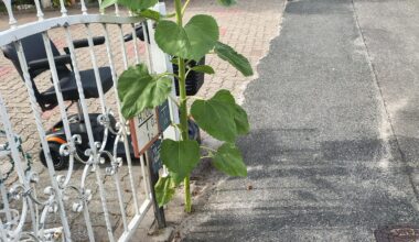 erstaunliches Fugenwachstum