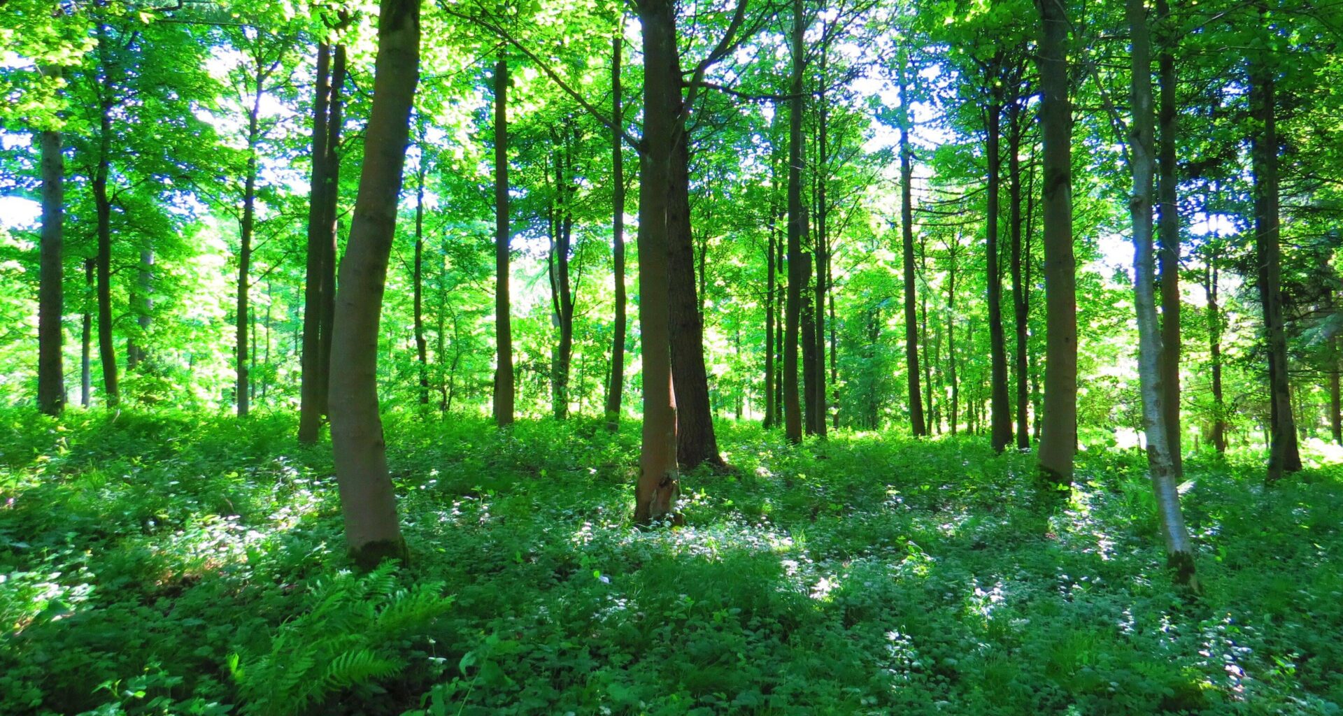 Safe underground carbon storage would only reduce warming by 0.7°C, analysis finds. The result is almost ten times lower than previous estimates of around 6°C, which considered the total global potential for geological storage.